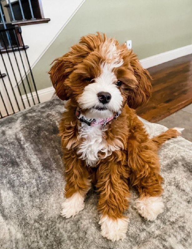 Mini Cavapoo Puppy